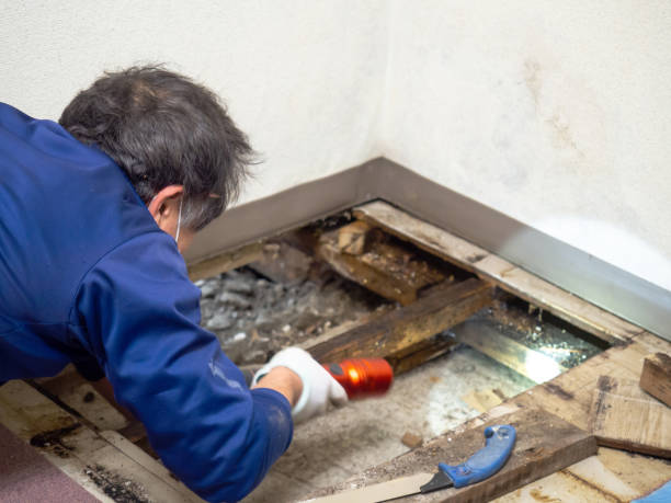 Best Mold Removal Near Me  in Princeton Meadows, NJ