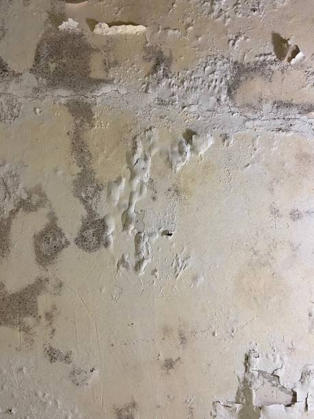 Best Mold Remediation Services  in Princeton Meadows, NJ