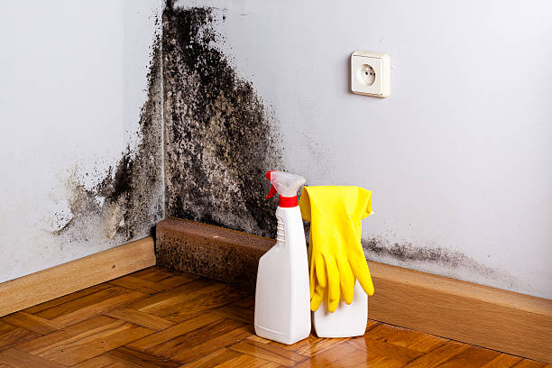 Best Fast Mold Removal  in Princeton Meadows, NJ