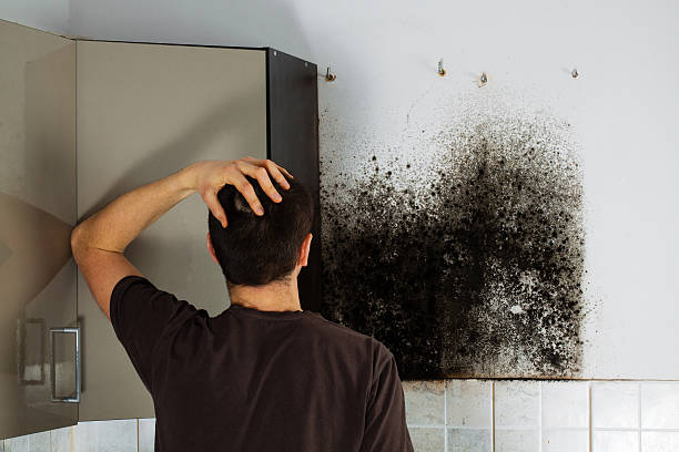 Best Attic Mold Removal  in Princeton Meadows, NJ